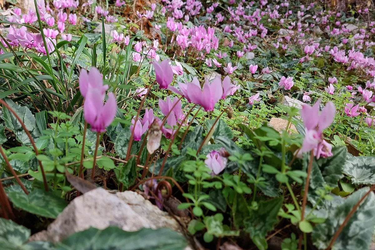 Pink cyclamen wildflowers along a trail in Krka National Park